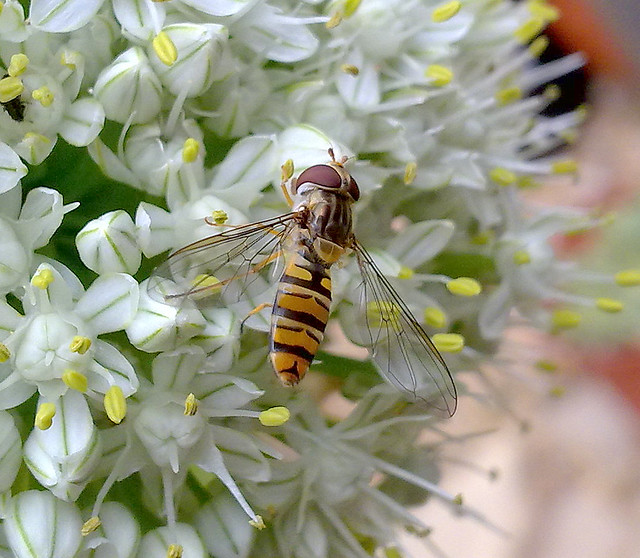 Hoverfly on an onion flower.