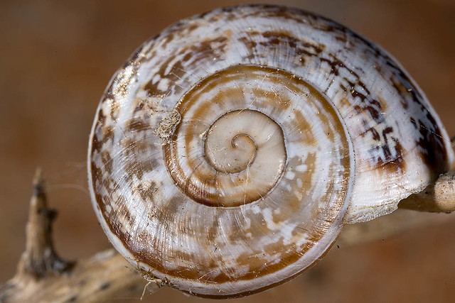 223/365  Snail