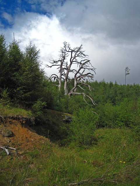 Old Scots Pine