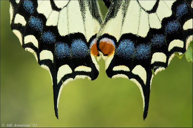 Papilio machaon V