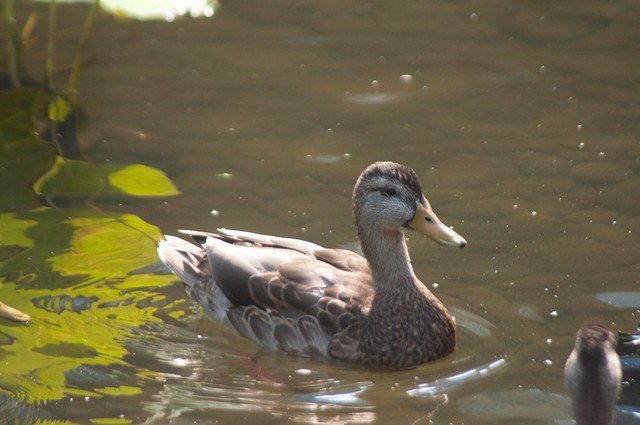 A Duck Craning Neck