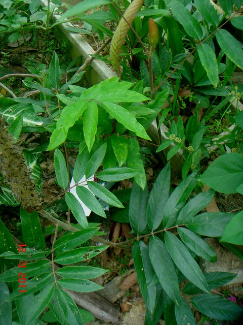 Uraria crinita (L.) Desv. ex DC.