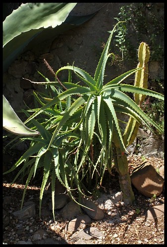 Aloe x spinosissima 22170544795_683101e460