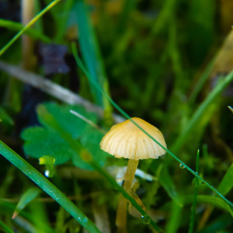 Dwarf bell mushroom in short grass
