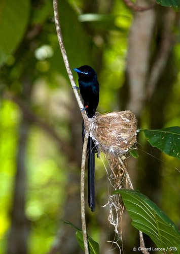 Paradise Flycatcher