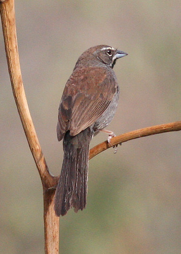 Five-Striped Sparrow 4642pr | by jvpowell