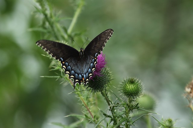 Eastern Tiger Swallowtail - black form (33/52)