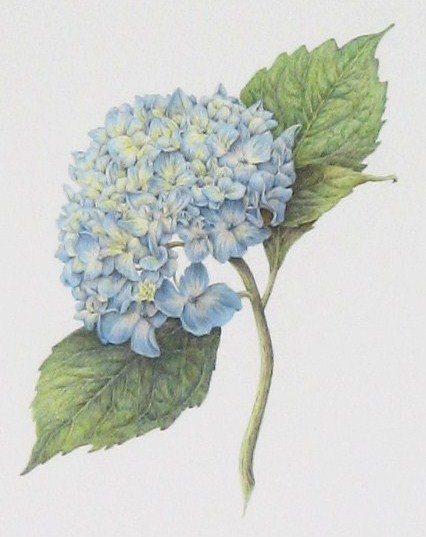 Hydrangea macrophylla 'Nikko Blue'