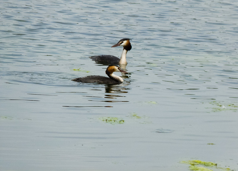 Great crested grebes