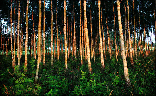 33/52 Birch by Ulf Bodin, I attended a workshop in June at <a href="http://en.fotografiska.eu/" rel="nofollow">Fotografiska</a
