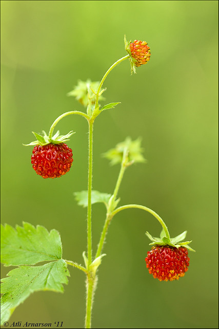 Fragaria vesca