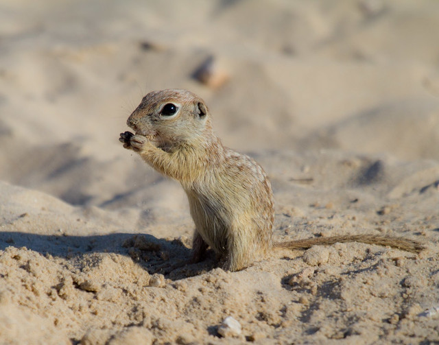 Sand Rat