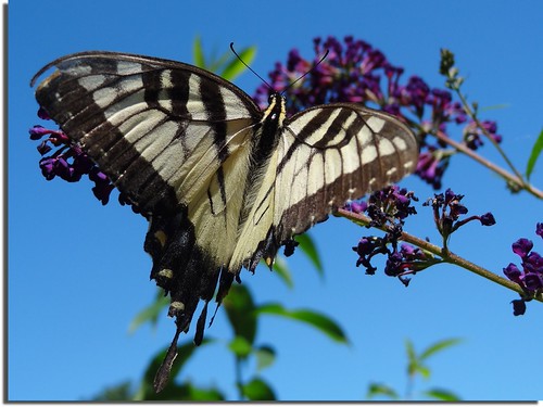 Tiger Swallowtail Butterfly (?) | by Meino NL