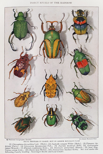 Bug Insects Rivals July 1929 - National Geographic Magazine | Flickr