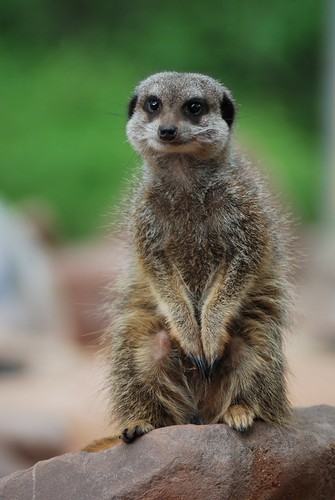 Simples | by garrycbath