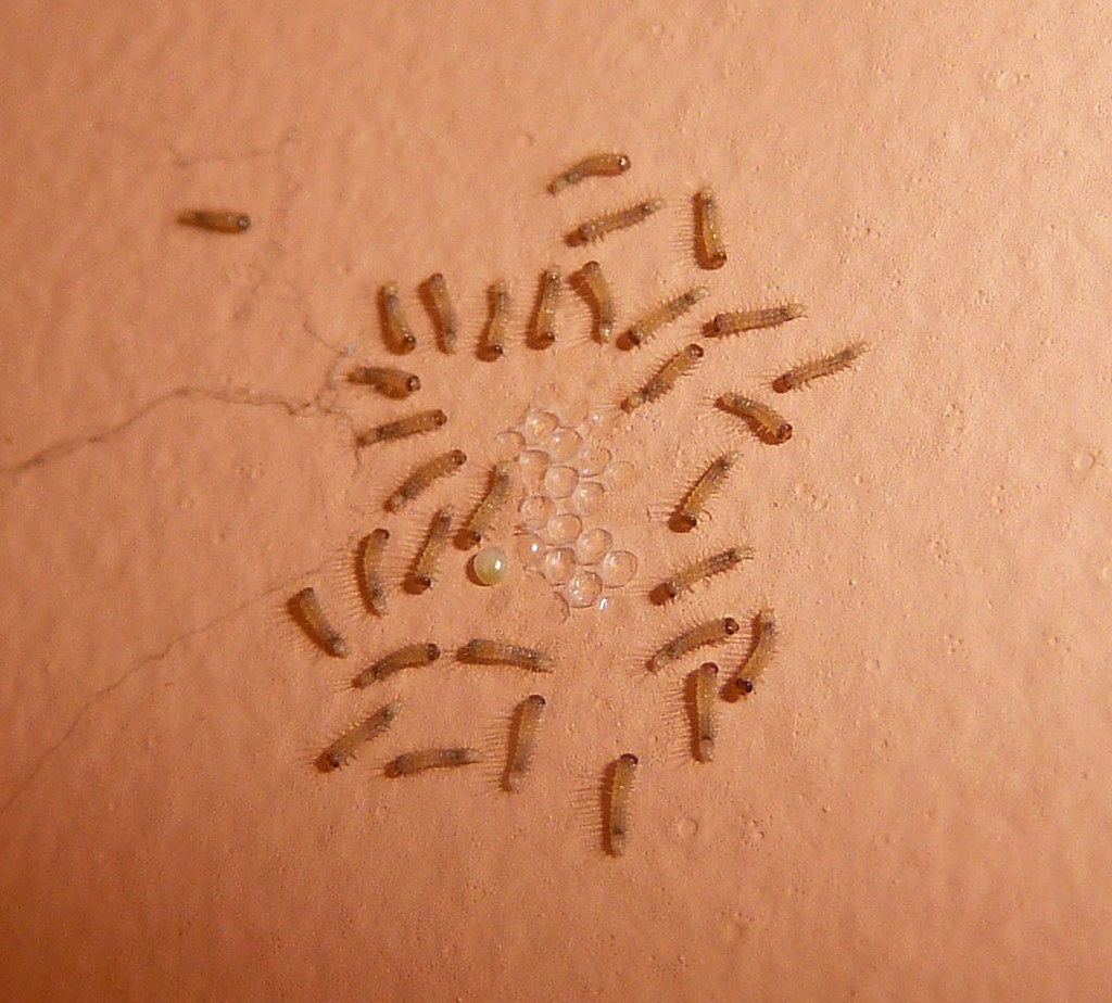Carpet Beetle larvae. - a photo on Flickriver