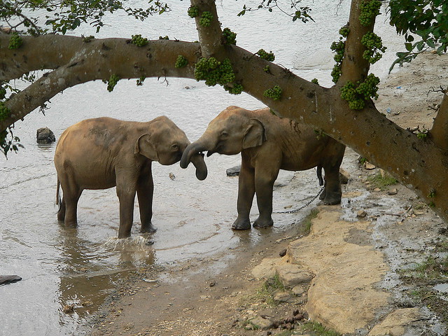 loving couple in Pinnawela Elephant Orphanage in Sri Lanka