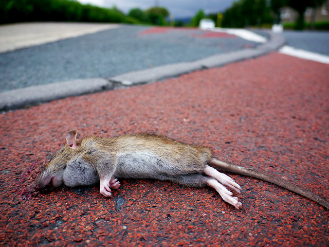 Dead mouse (or rat?) in the cycle lane