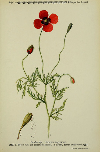 n42_w1150 | Pflanzen der Heimat Leipzig,Quelle und Meyer,191… | Flickr
