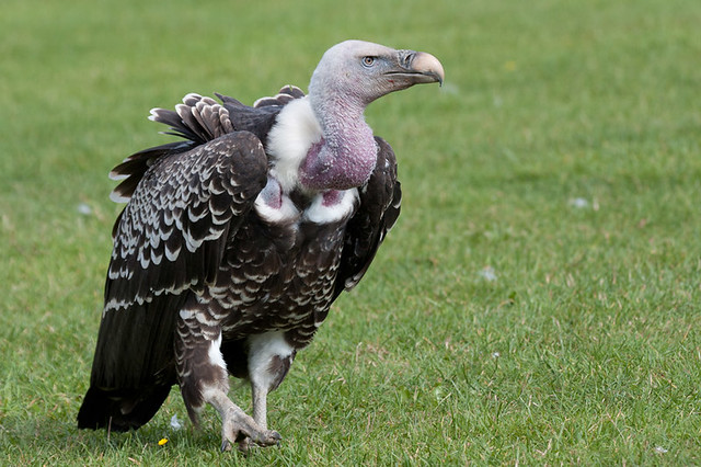 Ruppel's Griffon vulture | postcardcv | Flickr