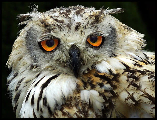 Eurasian eagle owl (bubo bubo)