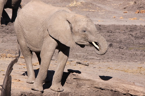 Mapungubwe