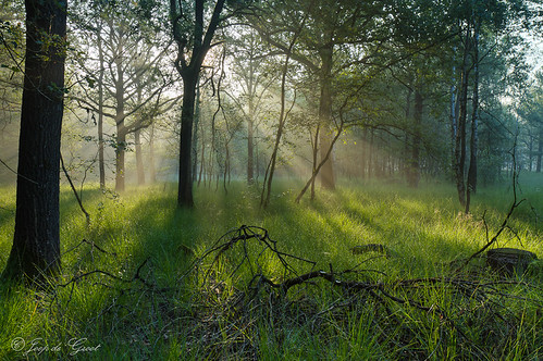 morning trees sunlight mist fog forest rays portfolio hdr veeven
