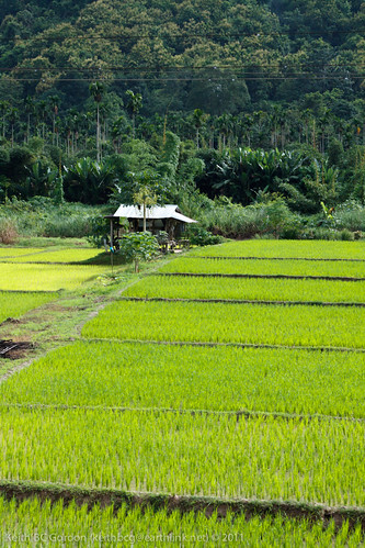 thailand ricepaddy uttaradit muangauttaradit