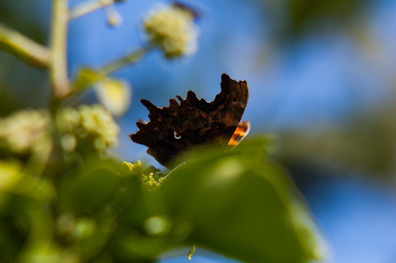 Comma butterfly lower wing