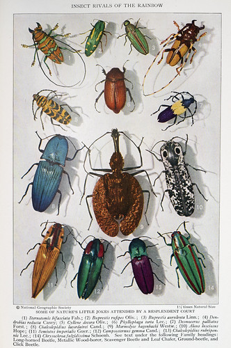 Bug Insects Rivals July 1929 - National Geographic Magazine | Flickr