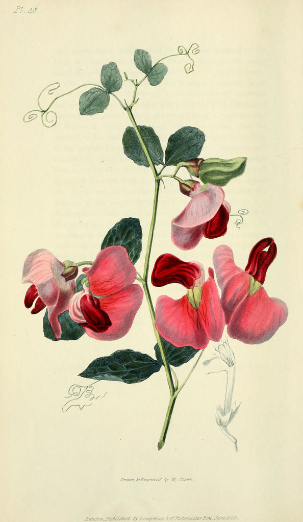 n203_w1150 | Flora conspicua London :Longman, Rees, Orme, Br… | Flickr