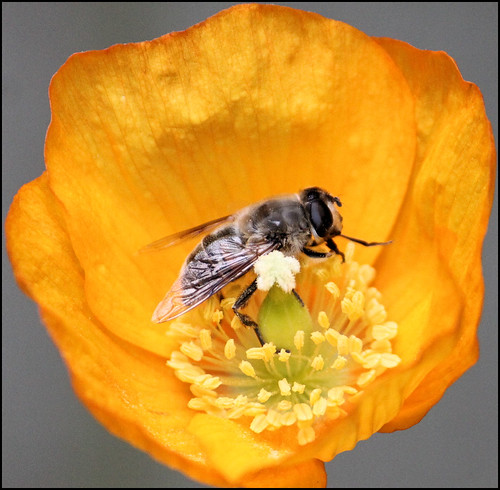 Welsh Poppy & Bee | by Judy's Wildlife Garden