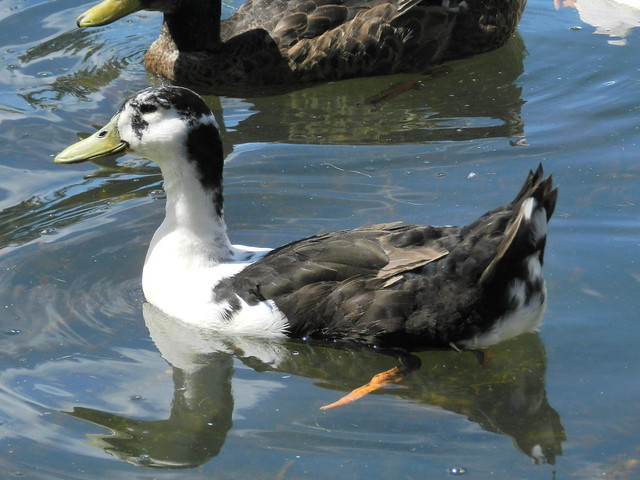 Feral duck,Tweedbank