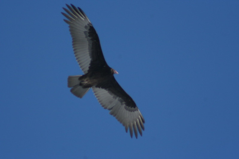 Turkey vulture flies in the sky