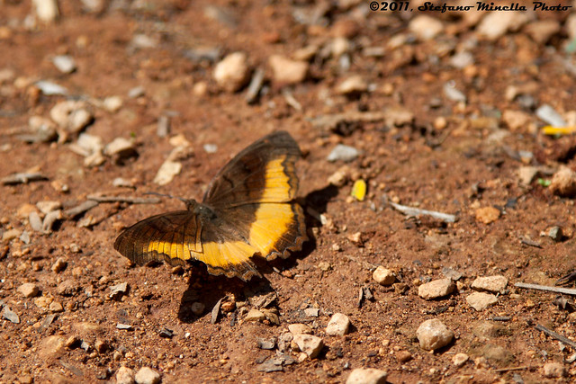 [Zanzibar 2011] Zanzibar Butterfly