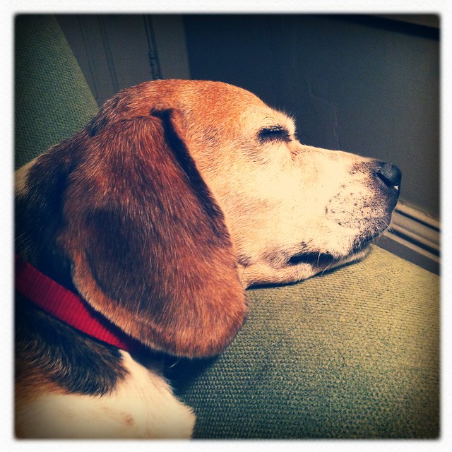 Snoozin' beagle