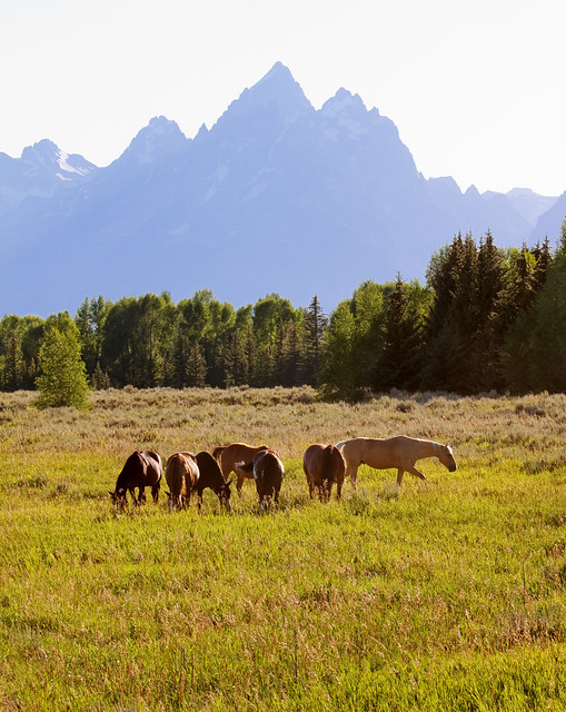 Horses grazing near Grand Teton mountains