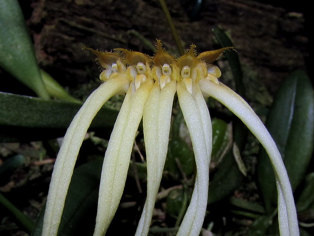 Bulbophyllum tingabarinum alba