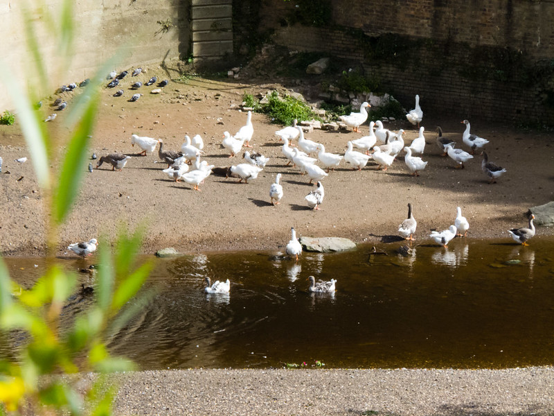 Fowl feeding area, river Severn, Bridgnorth