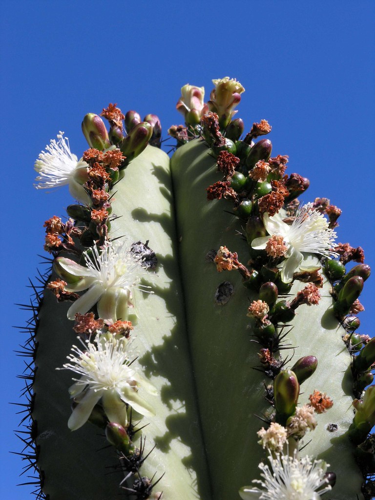 Flowering Garambullo cactus - flor de garambullo (Myrtillo… | Flickr