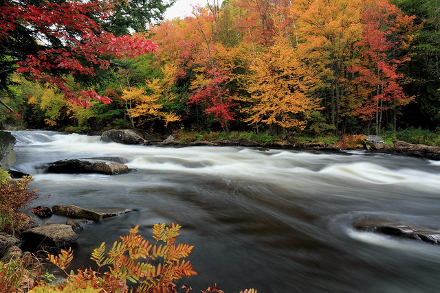 Oxtongue Rapids