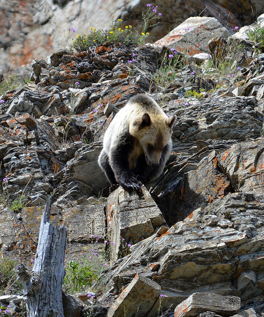 bear on rocks 0163