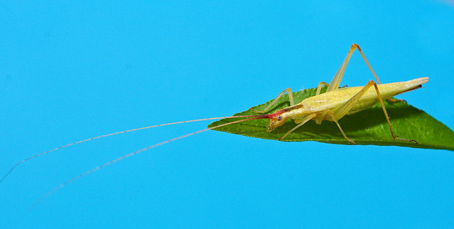Narrow-winged tree cricket, Oecanthus niveus
