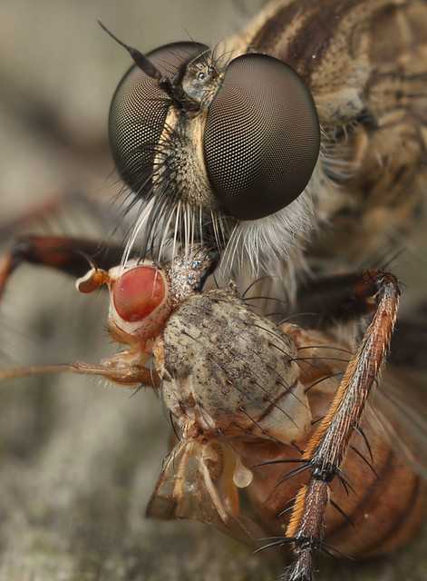 Robberfly and victim