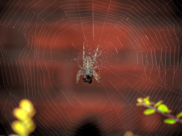 Spider dinner time