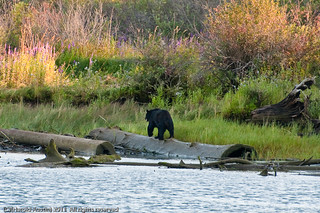 Bear on the river