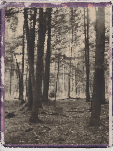 landscape polaroid woods bokeh maine birch unfocused tress cholcolate 250landcamera