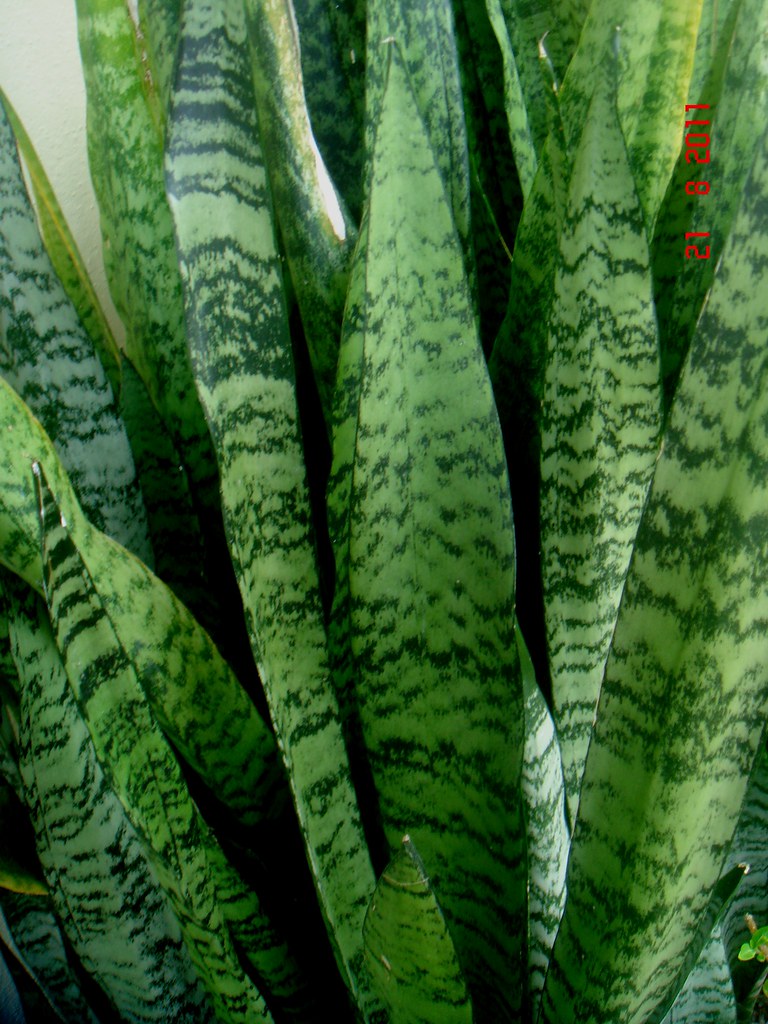 Sansevieria trifasciata Prain var. Laurentii (Green form) | Flickr