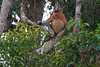 Proboscis monkey (Nasalis larvatus) N&auml;sapa - Tanjung Puting National Park