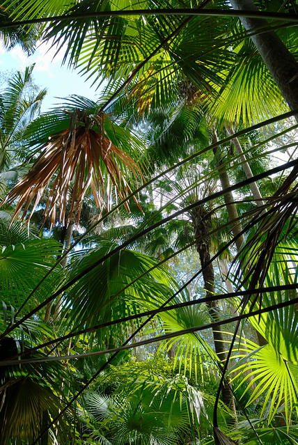 Palm forest interior